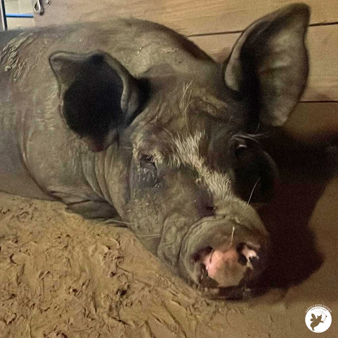 HEEFS_'s tweet image. Love you to the moon and back. 

#Braxton #Sweetdreams