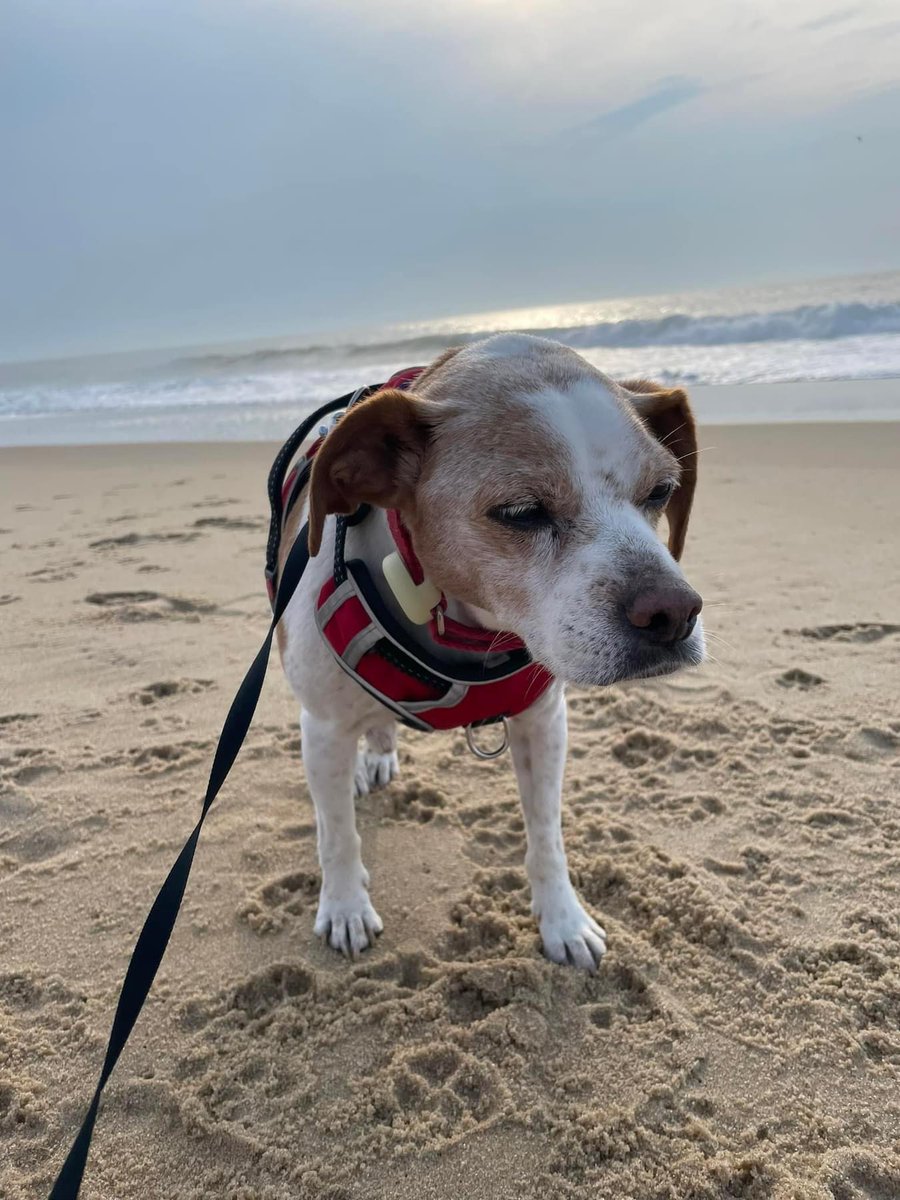 lostdogrescue's tweet image. We are saddened to announce that Chess (fka Chester) has crossed the #rainbowbridge 🌈🐾

We are grateful to Chess' family for opening their hearts and home to this gentle soul. Our thoughts are with them at this time. 🕊️❤️

#seniorsunday #alldogsgotoheaven #dogsoftwitter