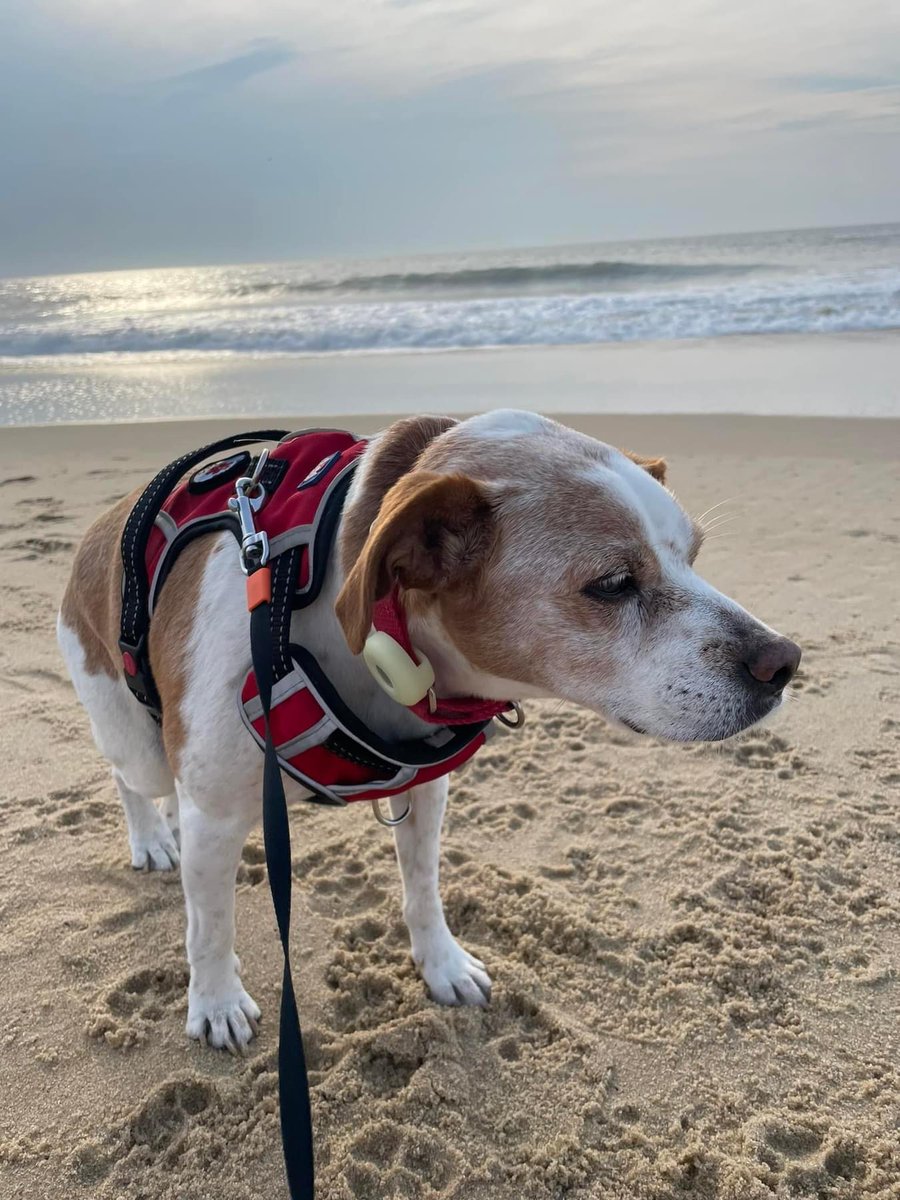 lostdogrescue's tweet image. We are saddened to announce that Chess (fka Chester) has crossed the #rainbowbridge 🌈🐾

We are grateful to Chess' family for opening their hearts and home to this gentle soul. Our thoughts are with them at this time. 🕊️❤️

#seniorsunday #alldogsgotoheaven #dogsoftwitter