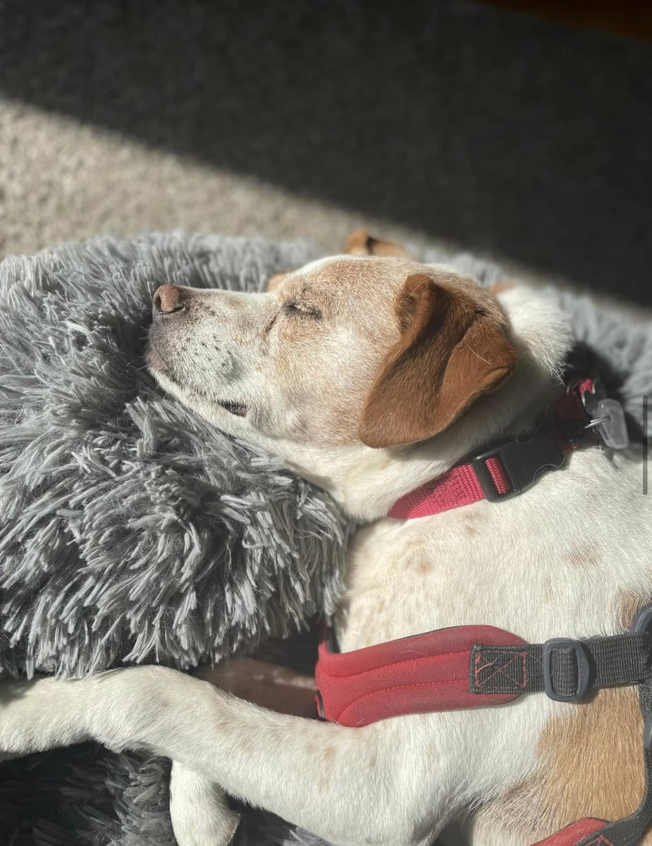 lostdogrescue's tweet image. We are saddened to announce that Chess (fka Chester) has crossed the #rainbowbridge 🌈🐾

We are grateful to Chess' family for opening their hearts and home to this gentle soul. Our thoughts are with them at this time. 🕊️❤️

#seniorsunday #alldogsgotoheaven #dogsoftwitter