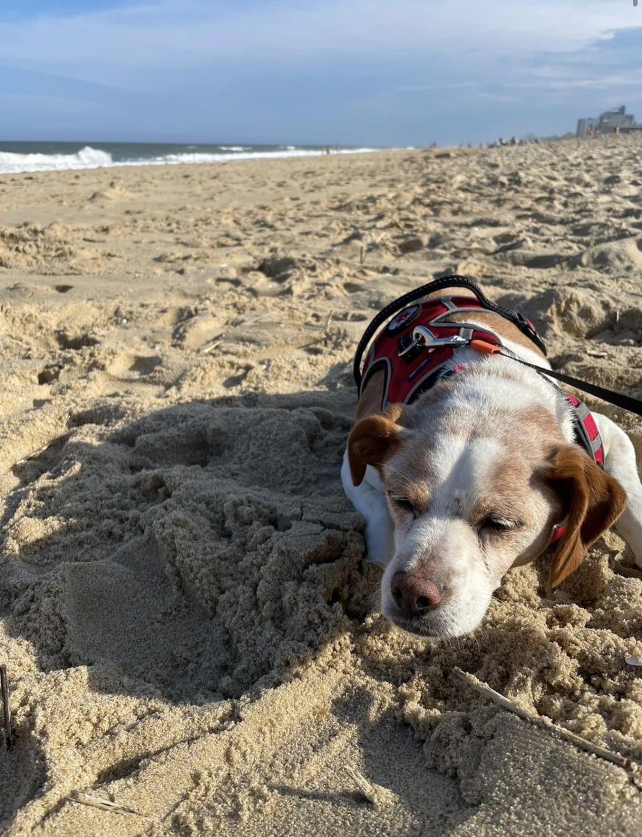 lostdogrescue's tweet image. We are saddened to announce that Chess (fka Chester) has crossed the #rainbowbridge 🌈🐾

We are grateful to Chess' family for opening their hearts and home to this gentle soul. Our thoughts are with them at this time. 🕊️❤️

#seniorsunday #alldogsgotoheaven #dogsoftwitter