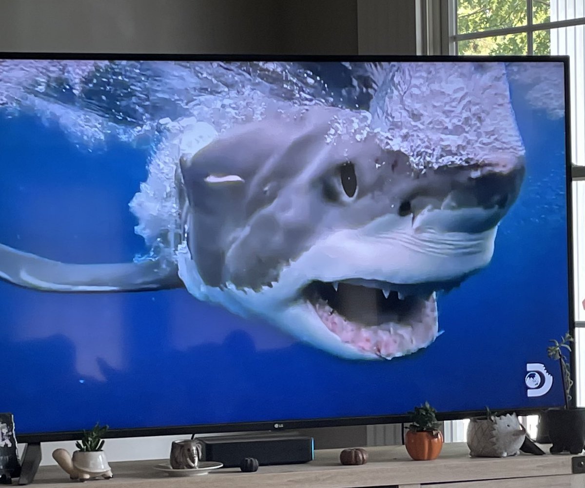 It’s Happening!!!! #sharkweek