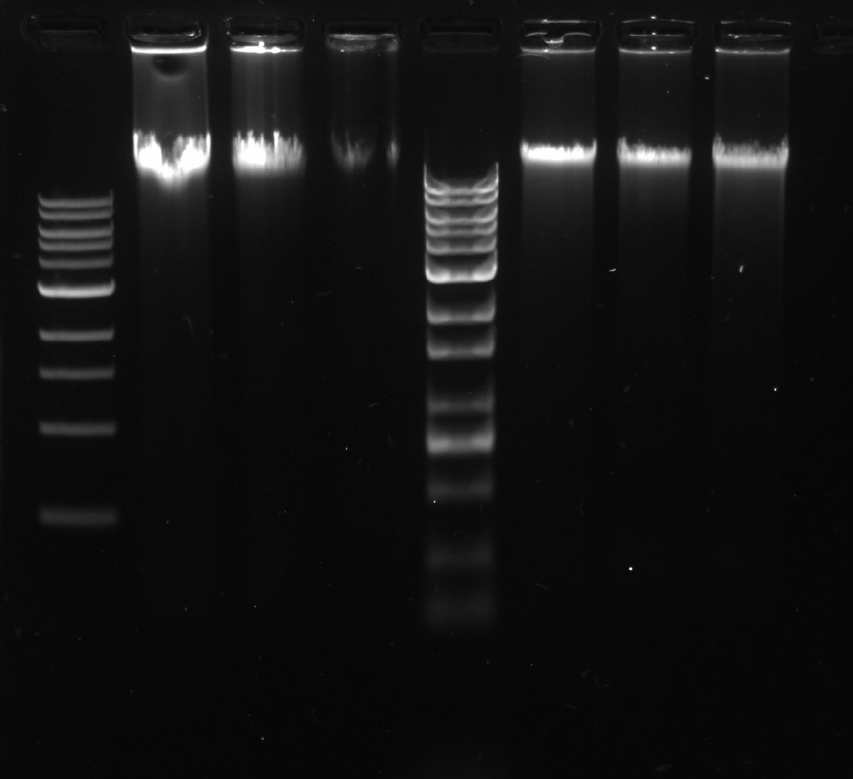 Interesting observation! 🧐 The digestion process of restriction enzyme on the acorn woodpecker’s genome (right 3 lanes) compared to undigested DNA is truly intriguing 🧬 #Genomics #ScienceWonder