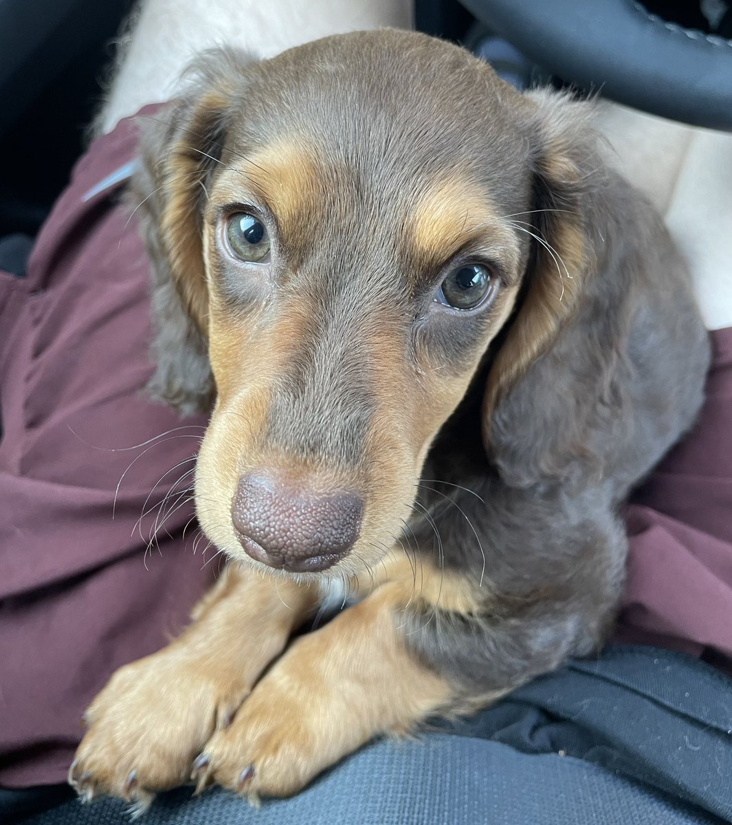 DParkOK's tweet photo. Forgot to introduce Twit to the new pupper https://t.co/157VqzTyuv