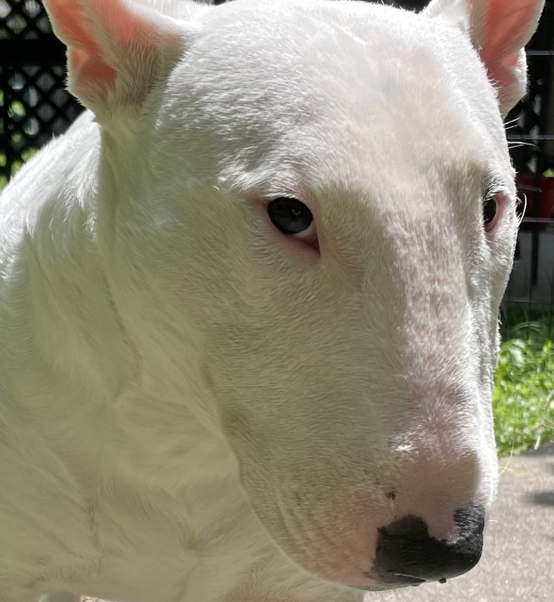 🐶 NELSON tweet media