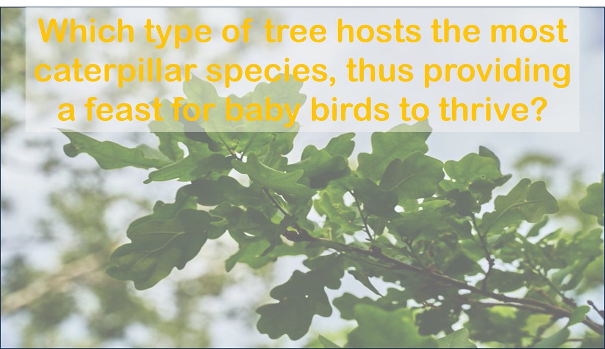 Let's put your nature knowledge to the test.
Which type of tree hosts the most caterpillar species, thus providing a feast for baby birds to thrive?
Comment your answer below and stay tuned for the answer and more intriguing tree trivia in the future
#TreeTrivia #WePlantitForward