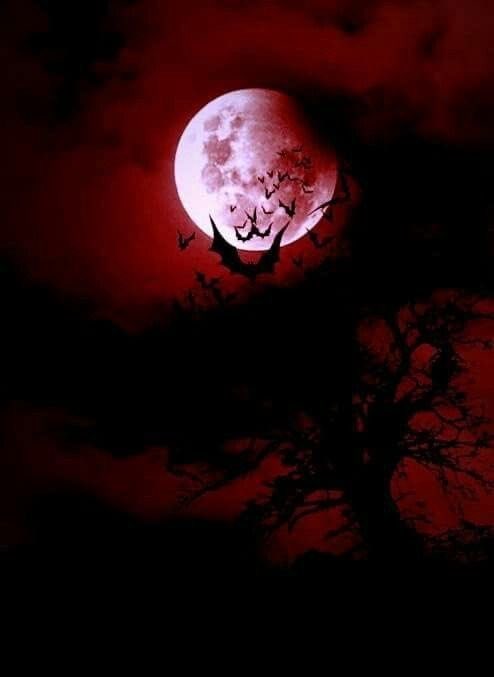 hearthfirearts's tweet photo. 🦇🦇♥️♥️ https://t.co/lCqt5fF3nJ
