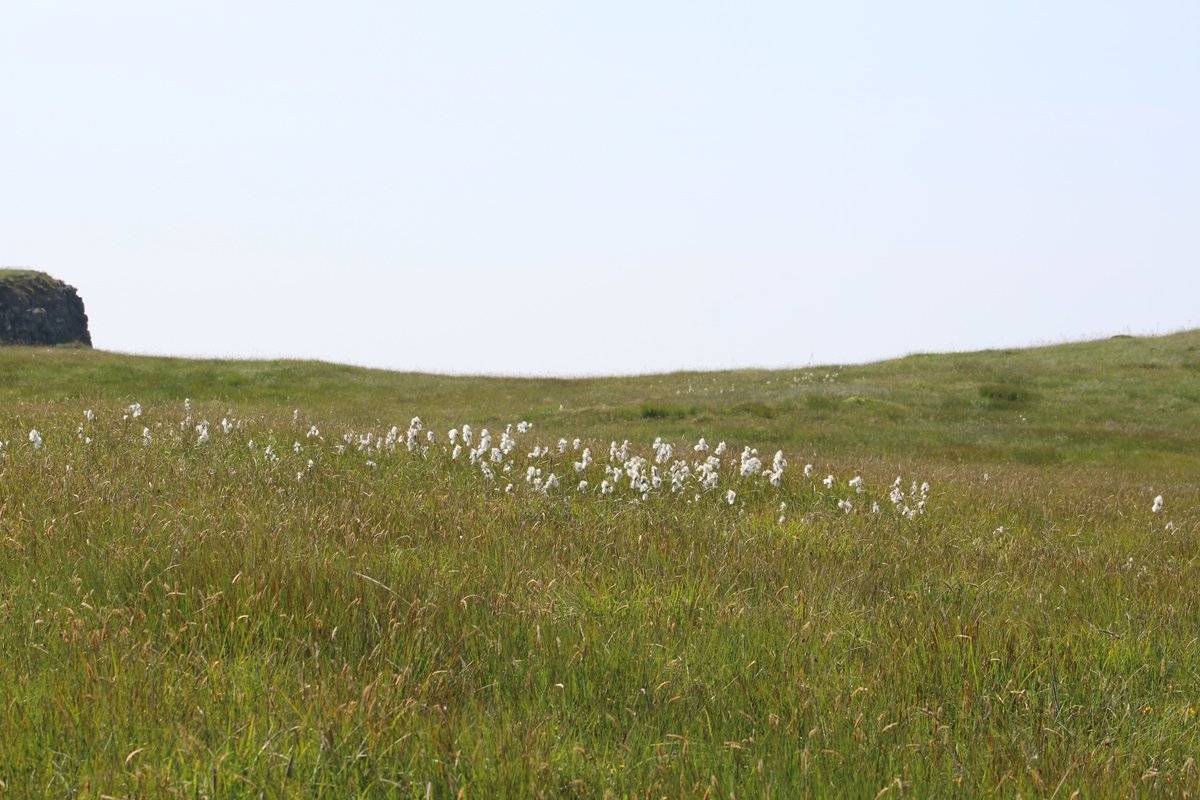 The wildflowers are constantly changing through the seasons filling the landscape with an array of colours
#fortheloveofscotland #wildflowers