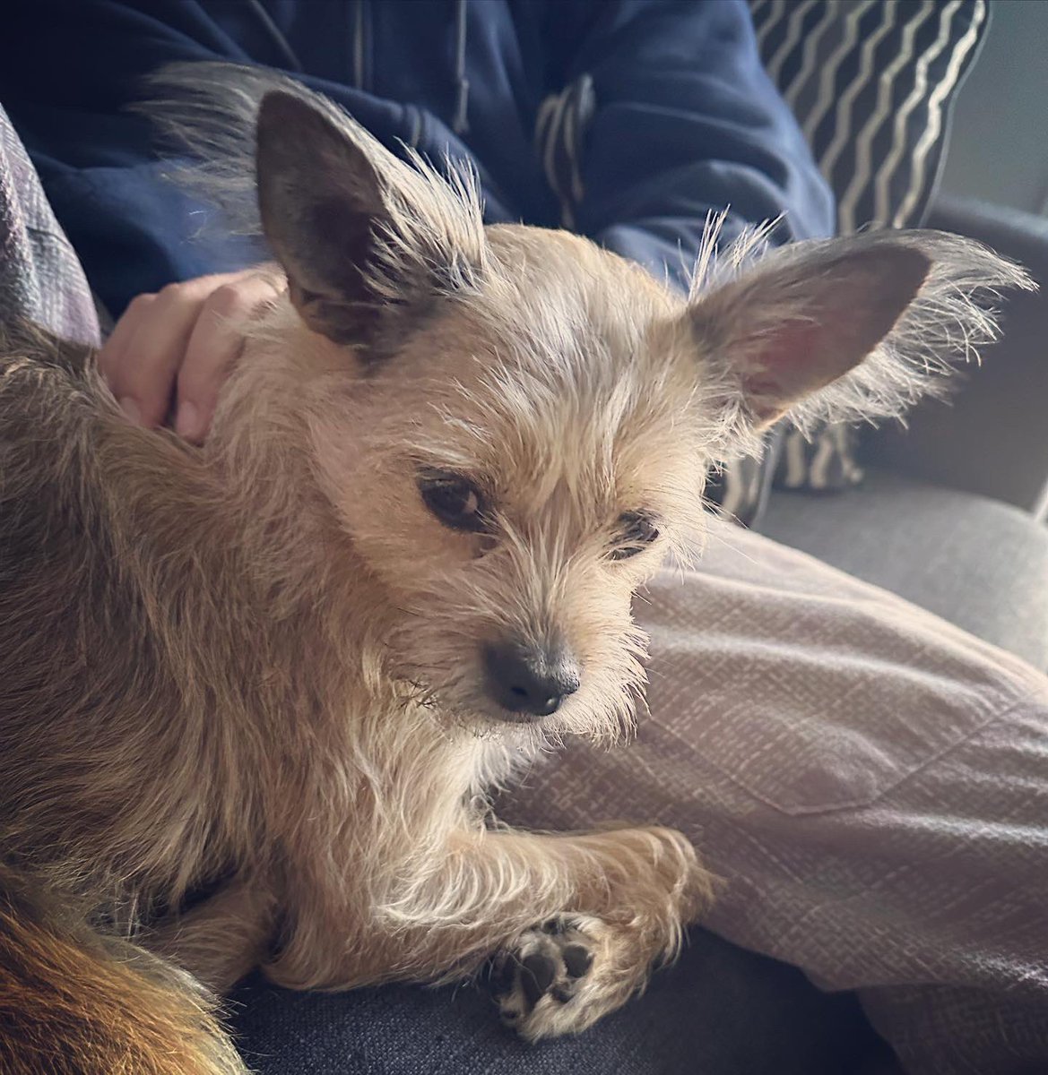 smiland's tweet photo. 1 of those #preciousmoments u donโt want to forget #roxy is getting a little daddy โค๏ธ
#puppielove #chihuahuasofinstagram #chihuahua_lovers_club #chihuahua #yorkshireterrier
#roxy #dogsoffacebook #puppiesofFacebook #chihuahuaterrier #puppylove #puppies #puppy #mypuppy #mypup https://t.co/lajfPZ181f