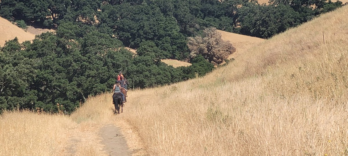 FlowervineMom's tweet photo. I've been running trails in crazy hot weather. But it's still fun. 💜🔥 And, I got snubbed by a horse. 😅
.
#run #runtrails #mountdiablo https://t.co/7L3m5TlYK2