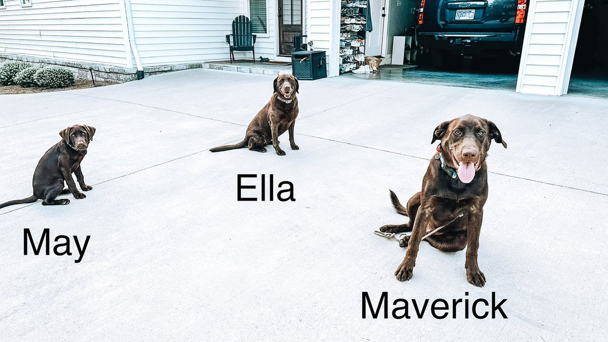 EllaMAVS's tweet photo. How do you like your chocolate? Small, medium, or Large?!? Everyone meet our friend MAVERICK!! How appropriate is that?!? #triplevision #hookem @E2Sports2020 https://t.co/9w1MoE73R4