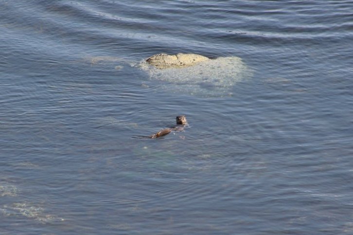 There's evidence of #otter trails all over  #Staffa but it's not often we get a chance to see these elusive creatures! This one popped up below the puffin burrows
#fortheloveofscotland