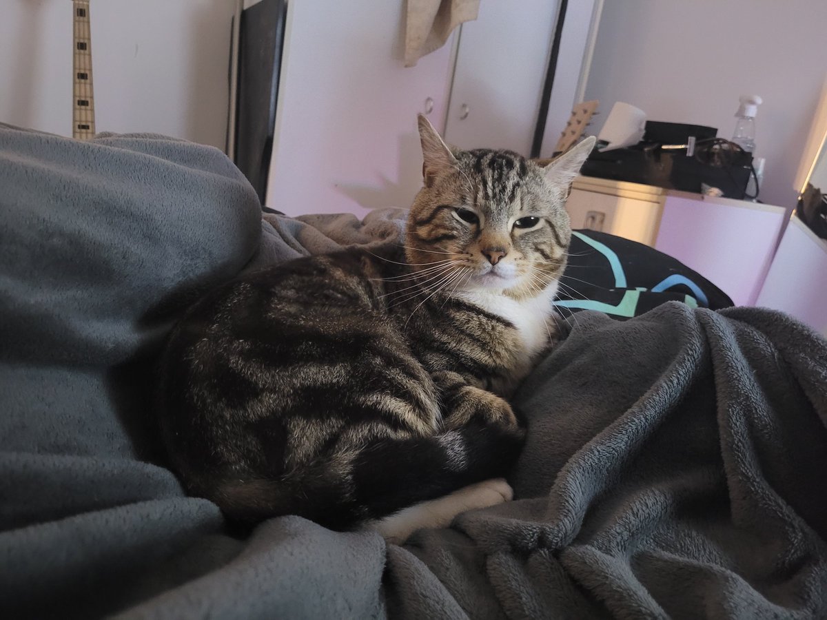Sparky (big boye type) tweet media