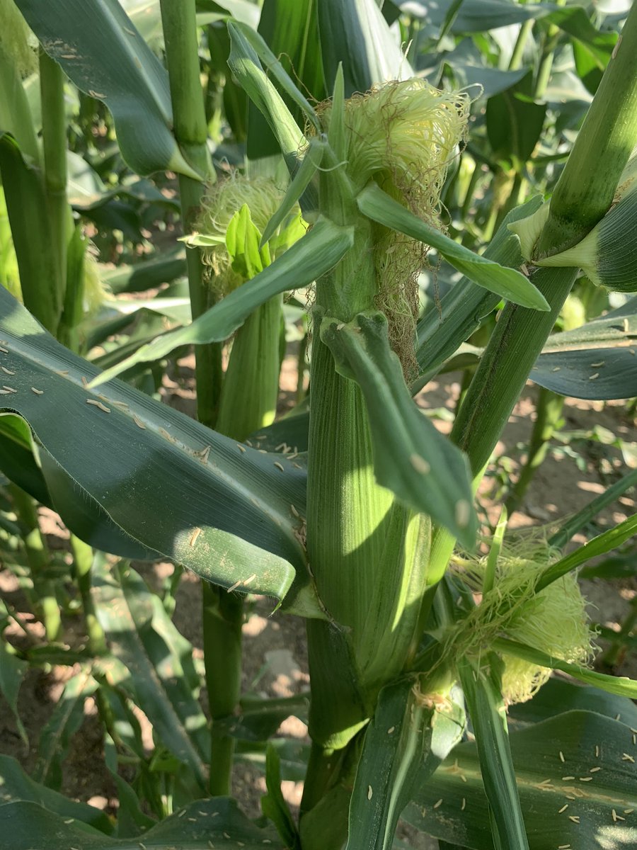 Won’t be long now! Spring Valley Maple, Staffa, ON  #sweetcorn2023
