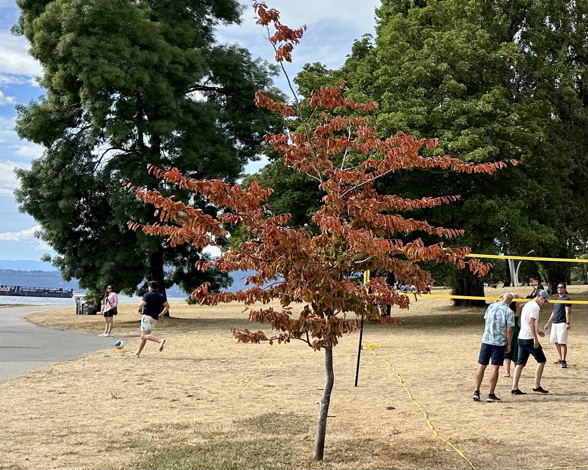 RyanVoutilainen's tweet image. Younger trees struggling to cope w/the lack of rain.
While contrary to popular belief, #Vancouver is certainly accustomed to dry spells; since May 1 tho, we’ve only had 36mm of rain-Normally we’d have 135mm by the end of July.
Mon-Tue certainly won’t get us there.
#BCstorm #BCdry
