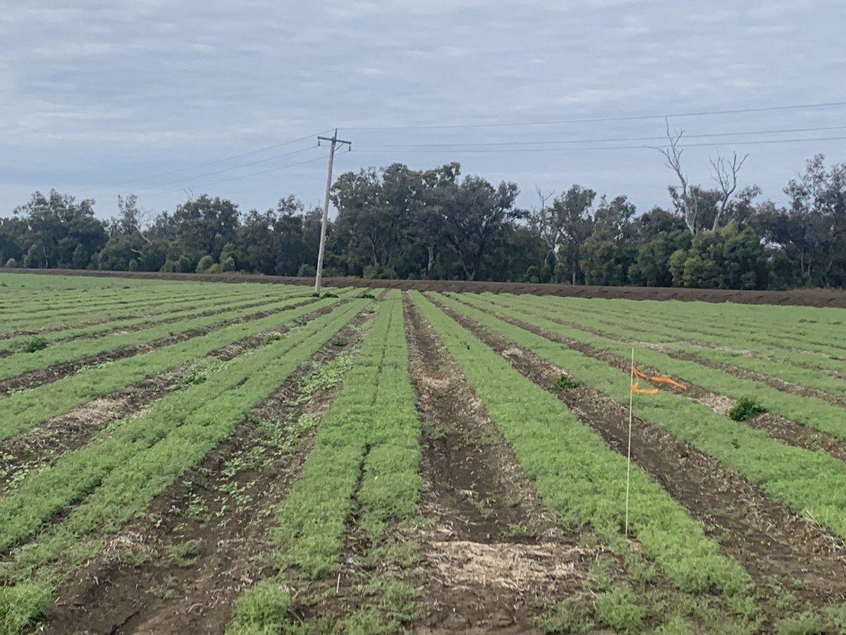 Research/Seed increase of an IMI-tolerant desi chickpea tracking nicely at Narrabri with the IMI herbicide providing excellent control of black bind weed(Fallopia convolvulus). Herbicide label registration pending. Original mutation identified in  SARDI/GRDC pre-breeding project.