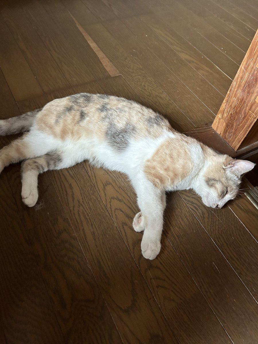 夏になるとお家の至る所で行き倒れたニャンコに遭遇します。