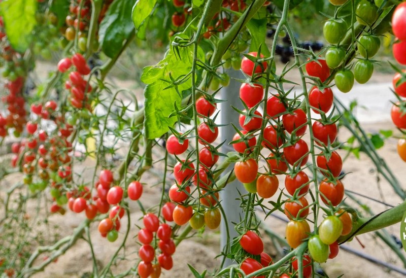 List of 10 things to consider when growing tomatoes:

1. Location: Choose a sunny spot with good air circulation.
2. Soil: Well-draining, loamy soil with pH 6.0-6.8.
3. Varieties: Select suitable tomato varieties for your climate.