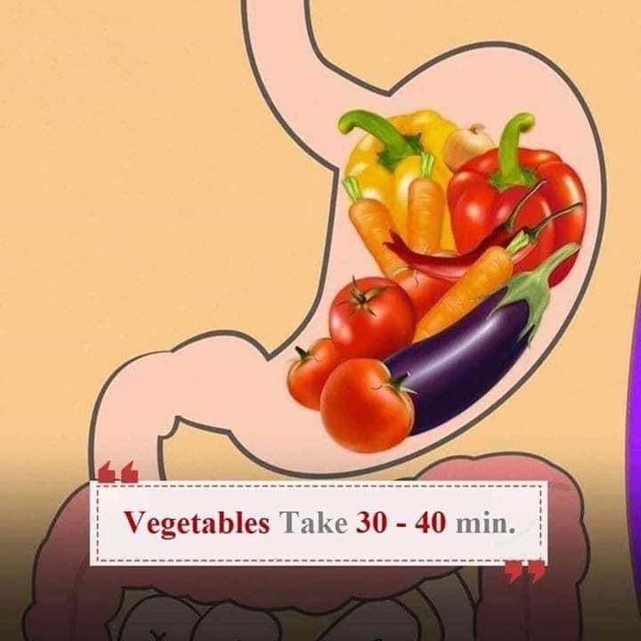 How Long Does It Take to Digest Food? 1. Vegetables Thread from