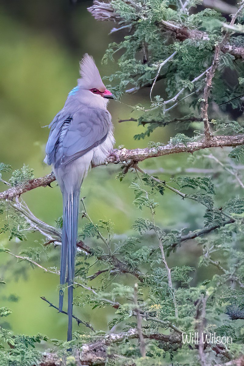 The Blue-naped Mousebird is one of two species of mousebird found in the north of <a href="/AkageraPark/">Akagera National Park</a> in #Rwanda #RwOT #BirdsSeenIn2023 #TwitterNatureCommunity #BirdsOfTwitter #ThePhotoHour