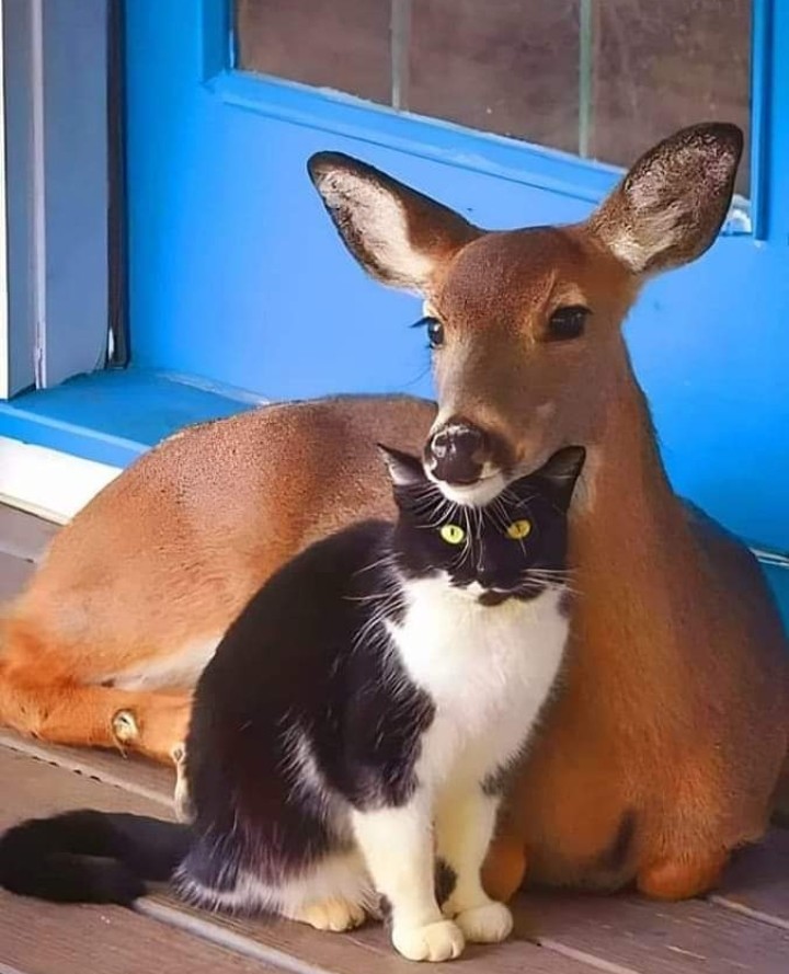 e_advertainment's tweet image. Adorable Cat and Deer | Eureka Pet Shop; Link in Bio
#catanddeer #deerandcat #cutefriends #truefriends #petlovers #amazon #amazonfinds #amazonfavorites #founditonamazon #amazoninfluencer #petinfluencer #shahbazasghar #eurekapetshop #eureka_advertainment