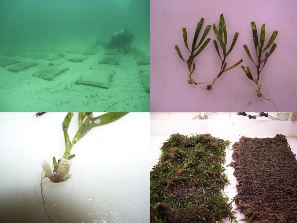 Fully funded #PhD position available on “Rewilding the seas through seagrass restoration”. Apply here: shorturl.at/dDPV4 Joint #scholarship from @UniofAdelaide and @SAWaterCorp, with supervision from @SA_PIRSA. Involves 6-mth internship @ SA Water. #seagrass #restoration