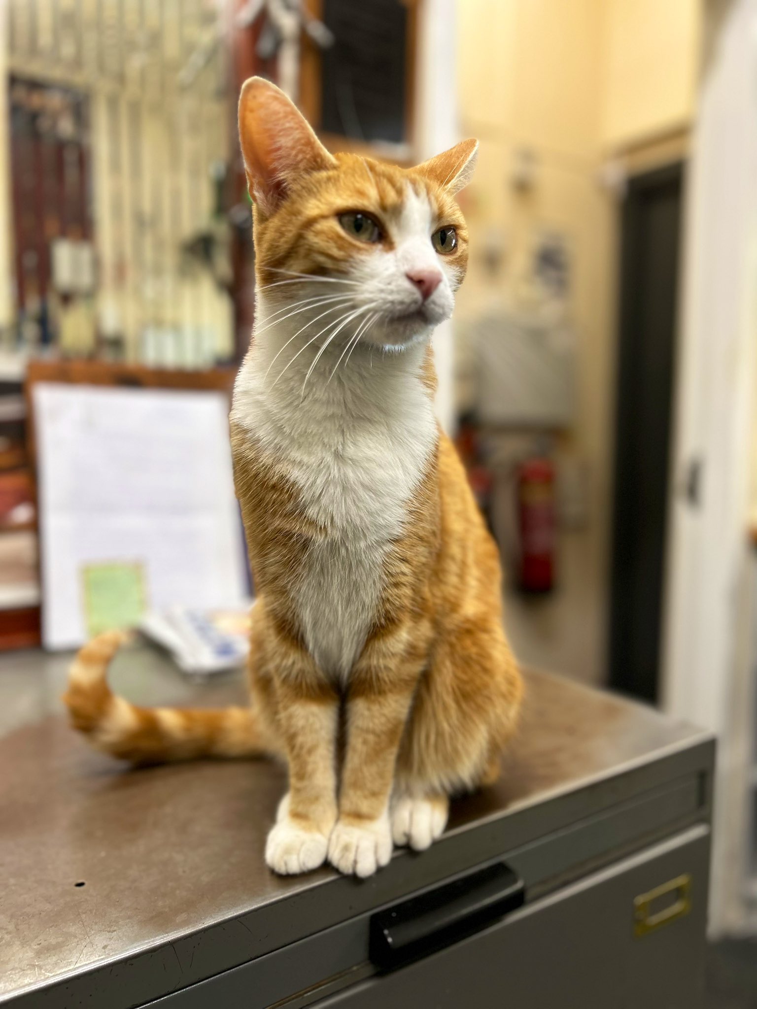 The Stourbridge Junction Station Cat on Twitter "Good Morning