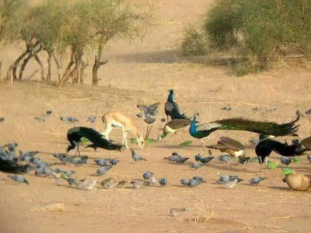 NohriLiaqat's tweet photo. ڪارونجھر تي مور نچي ٿو
مونکي هڪڙو خيال اچي ٿو
ساري سنڌ پرين جو پاڇو
جيڪو جر تي جاڳي ٿو... ❤
حسن درس

#SaveKaroonjhar https://t.co/73SFmB56zL