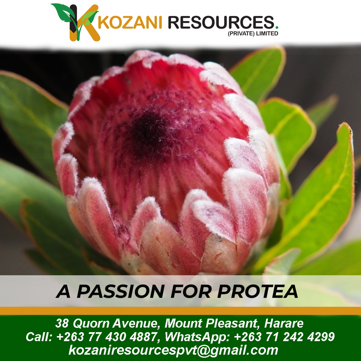 KozaniResources's tweet photo. Protea flowers are a beautiful and long-lasting flower that will bring joy for weeks to come.

Order yours now!! Call: +263 77 430 4887, WhatsApp: +263 71 242 4299
#proteaflower
#love https://t.co/uAg1OSjcTM