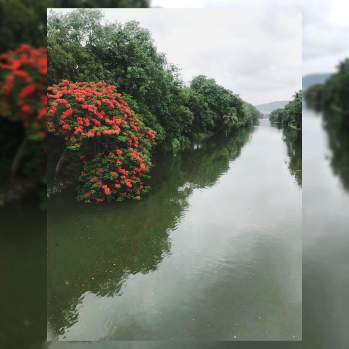 MCKGCAP's tweet photo. Brand new blossoms......same old beauty of the canal

#mckgc #i #clean #canals #water #blossoms #beauty #water #waterbodies #gulmohar #scenic #ourvmc #swachhandhra https://t.co/zFJzQdzCX4