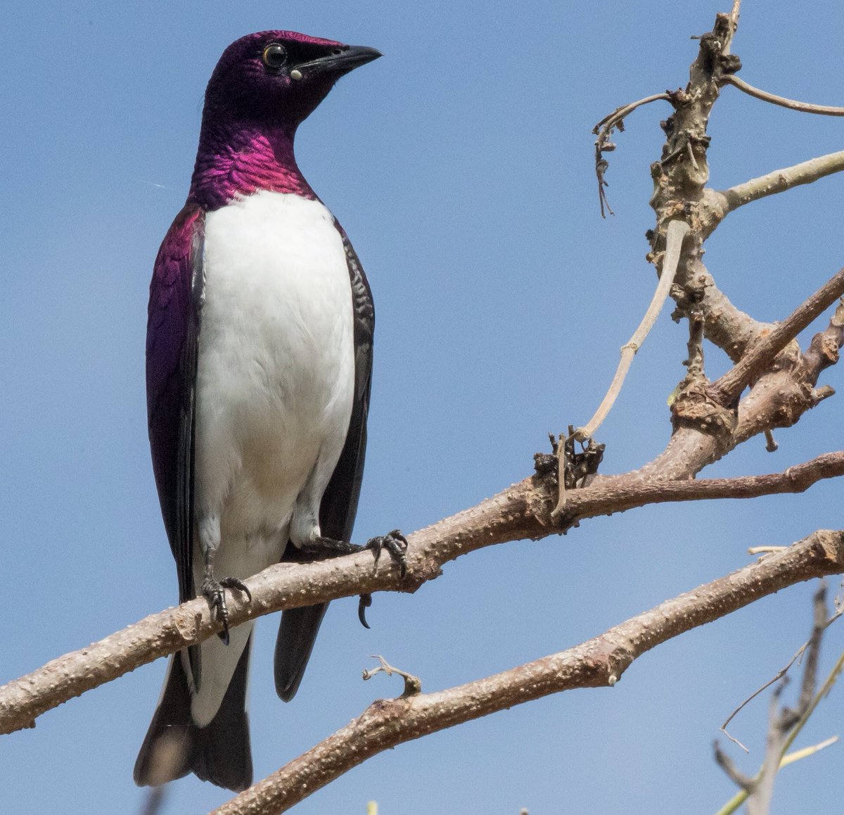 The Violet backed starling is a stunning member of the family whose male is angel white below and deep purple above. Coming back to #rwanda after many years it was wonderful to see hundreds of them swarm on the trees at #akageranationalpark #IndiAves #dailybirdpix