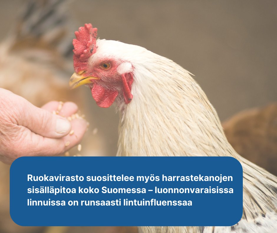 Ruokavirasto suosittelee lintujen sisälläpitoa koko maassa 🐔

Lintuinfluenssa leviää herkästi luonnonvaraisista linnuista siipikarjaan ja muihin lintuihin. 

Lue lisää Ruokaviraston sivuilta: ruokavirasto.fi/elaimet/lemmik…