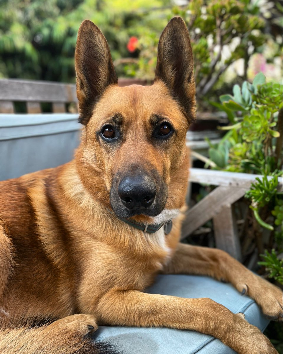 eddiepdoherty's tweet photo. It’s Sunday night, here’s a photo of Fox https://t.co/Ncenwkvlqk