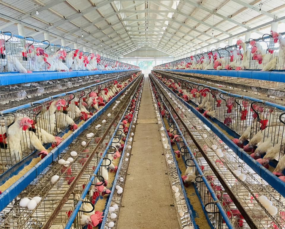Do chicken farms need automated chicken-raising equipment？
chickenfeederanddrinker.com/do-chicken-far…
#chicken #chcikencoop #chickenhouse #feederpan #nippledrinker #poultrycage #poultryfarm #poultryequipment #poultryprocessing