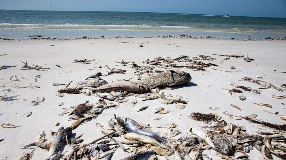 The red tide isn't just toxic to the sea life! It effects humans as well. Do your part #waterqualitymonitoring

More information here:
oceanservice.noaa.gov/facts/redtide.…