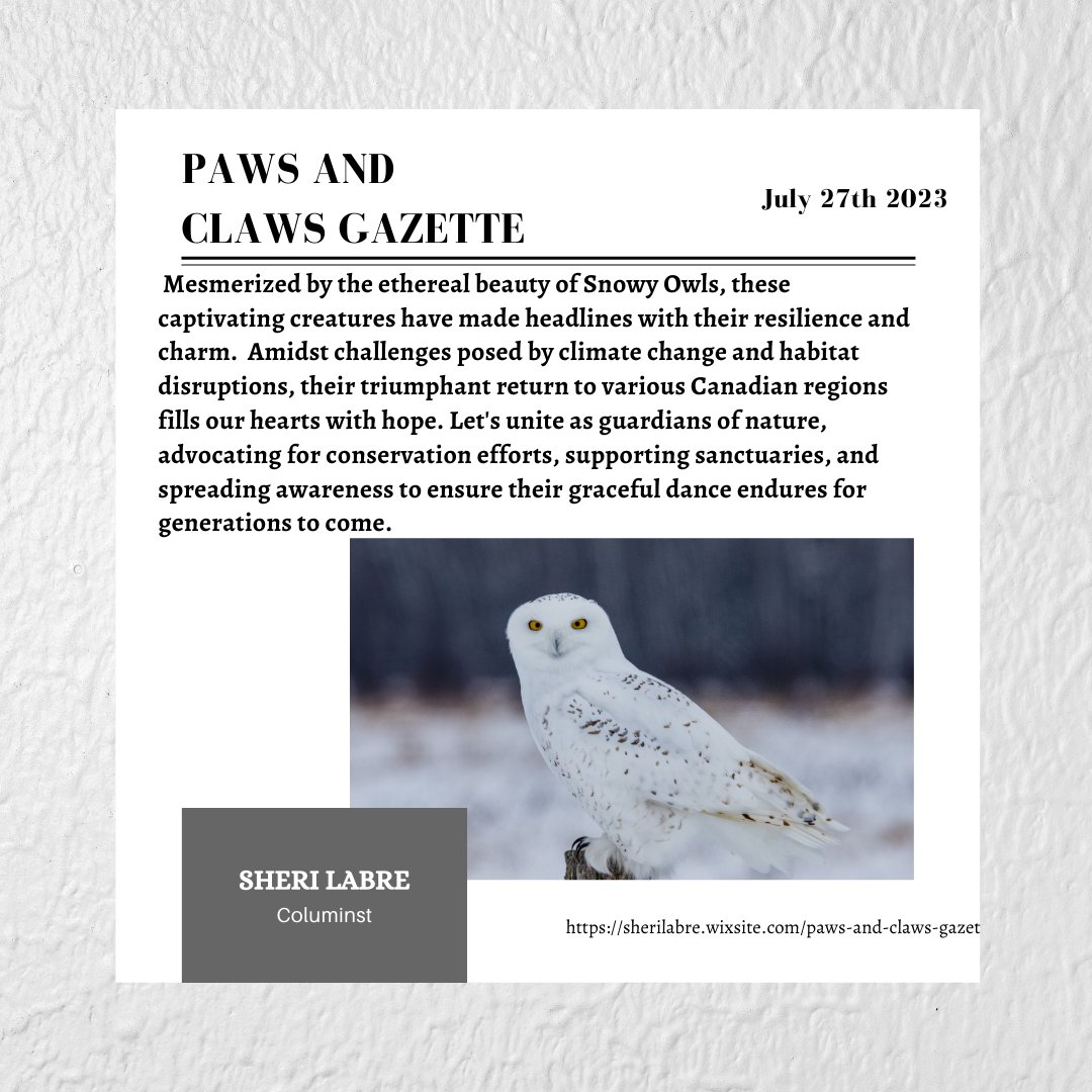 Celebrating the enchanting Snowy Owls of Canada!  Amidst challenges, these majestic creatures have made a triumphant comeback, captivating hearts with their grace and resilience.   #CanadianWildlife #SnowyOwls