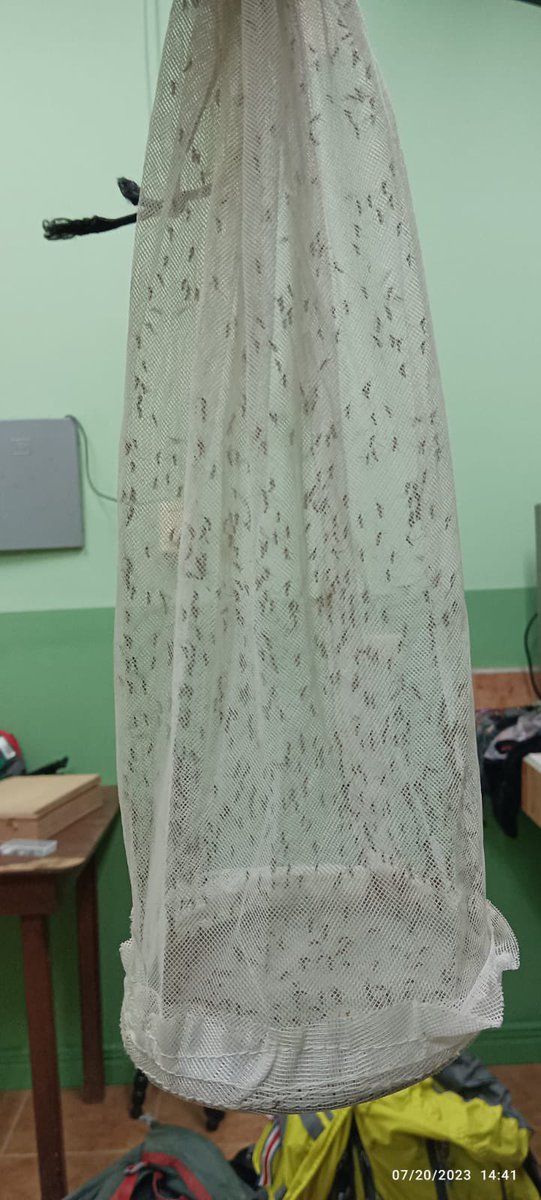 Had a great mosquito-week <a href="/tropicalstudies/">Tropical Studies</a> La Selva! Awesome effort led by <a href="/UniversidadCR/">UCR</a>’s Dr. Diana Rojas, with collaborators from UF, Stanford, UNED, UNA, UCR. So many mosquitoes… still lots of work to do! 🦟🔬🧬🦠🩸🦟
<a href="/BiodiversiLary/">Lary Reeves</a> <a href="/Mario_romerov/">Mario Romero Vega</a> <a href="/emma_ks1/">emma krasovich southworth</a> <a href="/TatianaMurill16/">Tatiana Murillo</a>