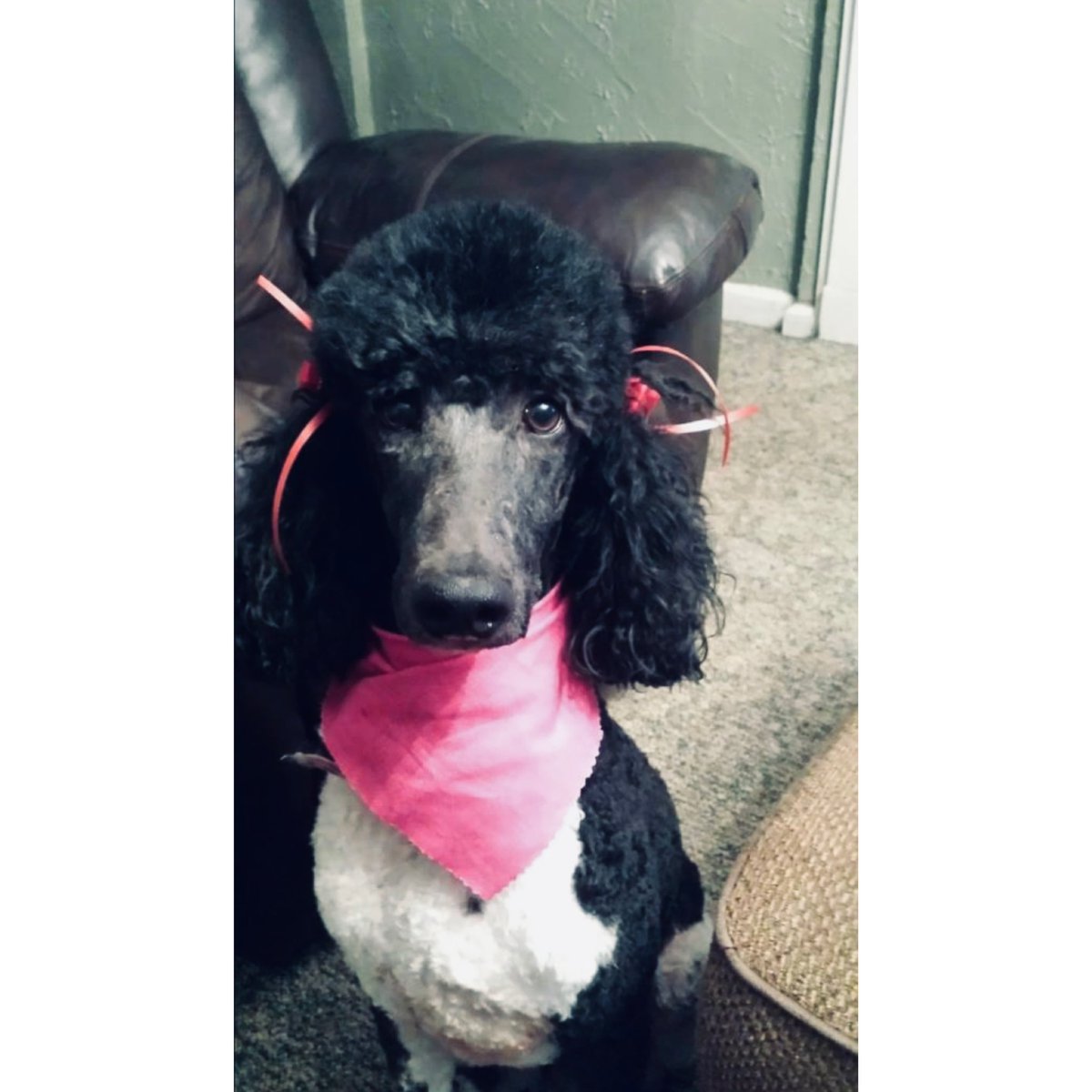 ChanceWilliams6's tweet photo. Nothing will ever prepare your heart for the loss of a loyal companion. Thank you for 10 years of friendship. I’ll miss you so much❤️ https://t.co/dIcS7SAzuh