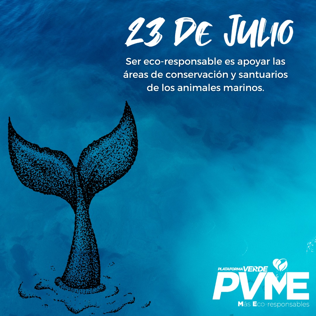 plataformaverd's tweet photo. Cada acción cuenta:
Reducir la contaminación, evitar el plástico de un solo uso y apoyar la pesca sostenible son acciones concretas para preservar la vida de ballenas y delfines.
Y tú, ¿ya eres ecorresponsable?
.
.
.
#MedioAmbiente #Ecorresponsable #Oceanos https://t.co/Y1mPXFDIGt