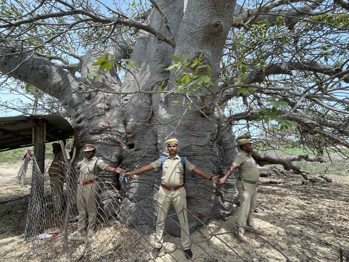 HemaShares's tweet photo. Wonder how these giant baobab, Adansonia digitata trees reached #Rameshwaram from Africa. The one seen here is around 1700cm girth and has capacity to store huge gallons of water inside its trunk. In Africa these trees are iconic and conserved #Ramnad #Ramanathapuram https://t.co/gdBHEySVzd
