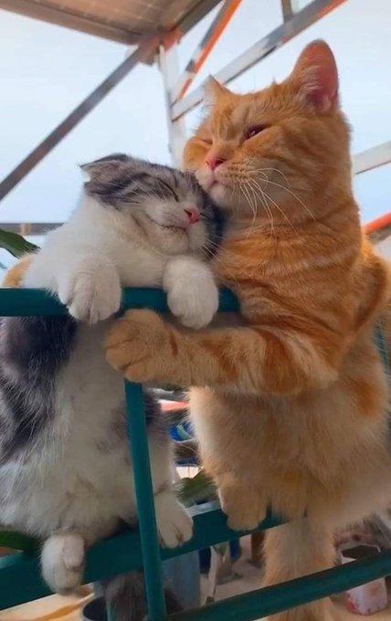 Why you should have a cat (@shouldhavecat) on Twitter photo 