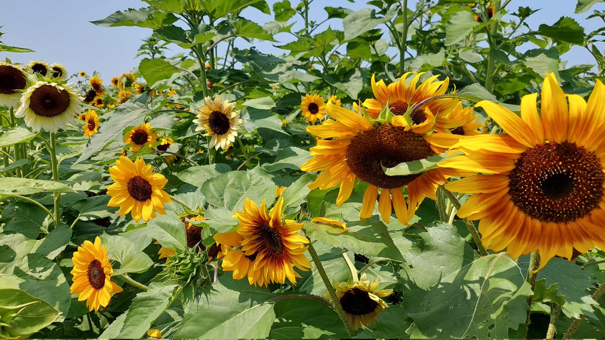 Jamie Kaczor tweet media