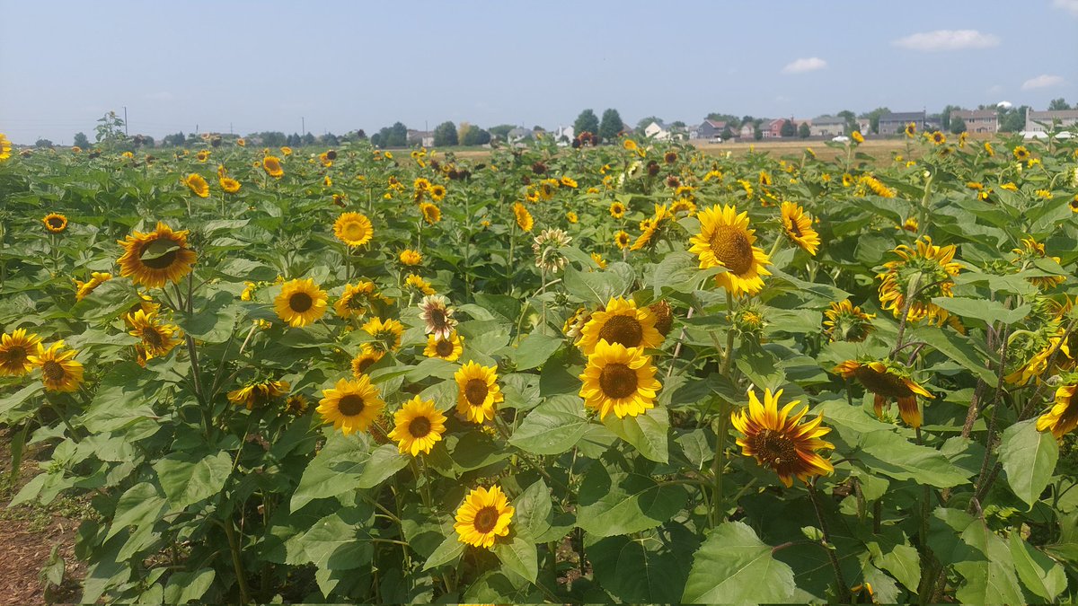 Jamie Kaczor tweet media