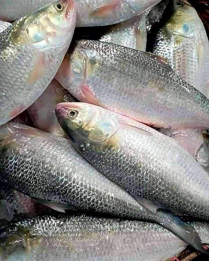 mdSumon50807122's tweet photo. আমাদের দেশের বড় লোকদের জাতীয় মাছ https://t.co/DUFm1jZJOU