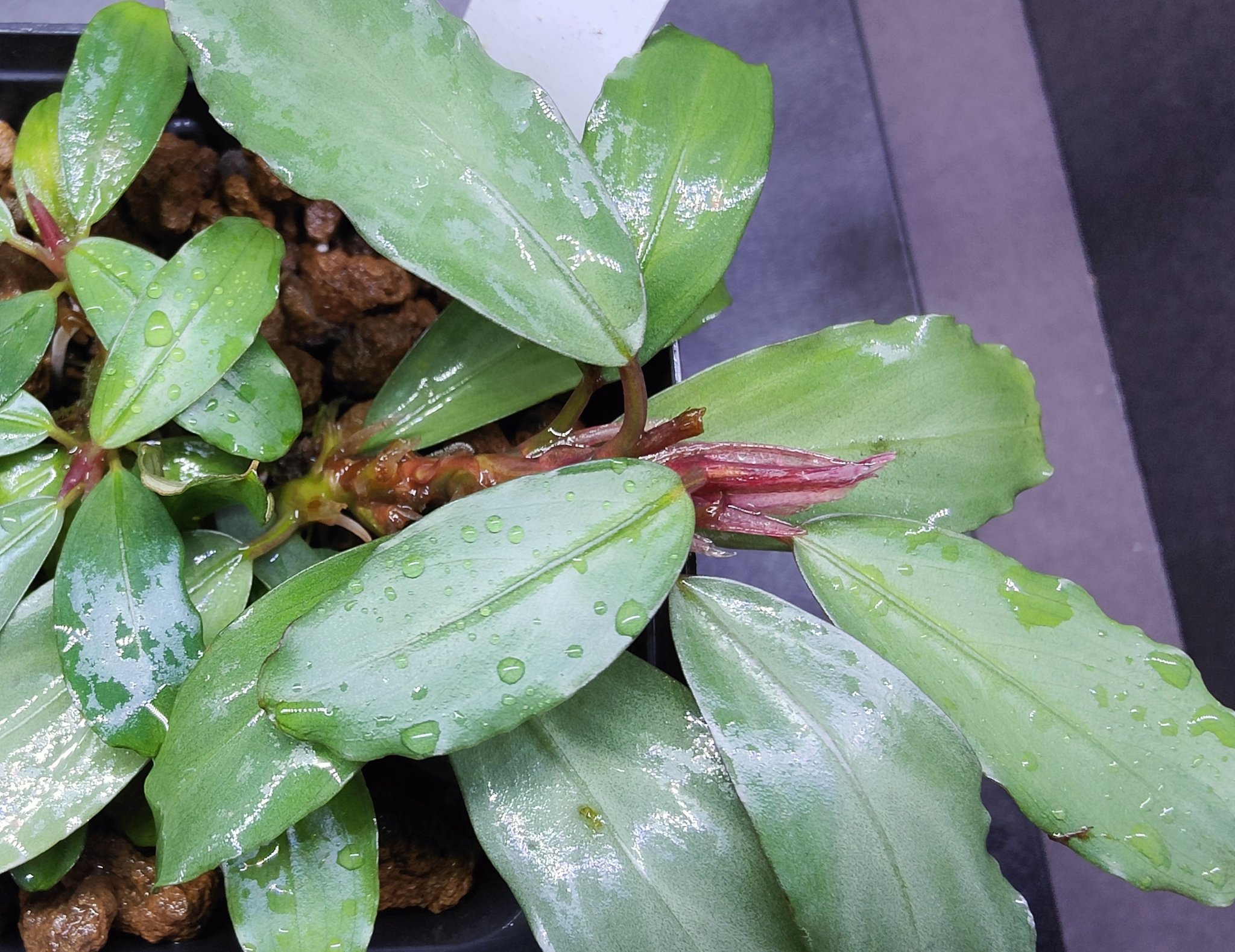 キボーデコ в X: „Bucephalandra sp. キボーデコ в X: „Bucephalandra sp.