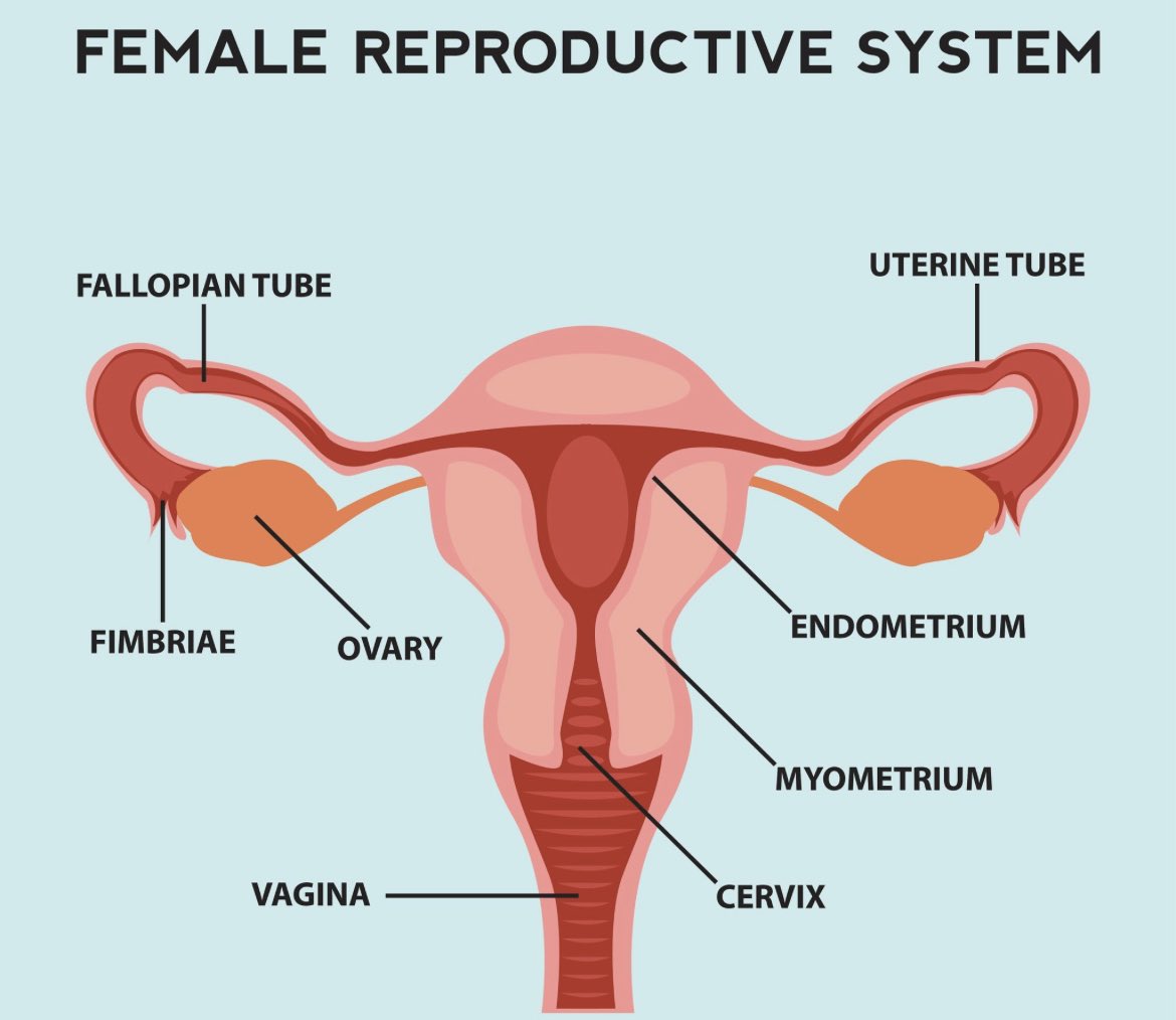 @NewsToter Either you have THIS  👇🏽or ya don’t . Also,*respectful of those who identify. This is REALITY! #CervicalCancer #Endometriosis #MenstruationMatters #CRAMPS #EctopicPregnancy #DysplasiaCervix #Women #Periods #UterineFibroids #DemocraticParty #ScienceTwitter #Medicaltwitter