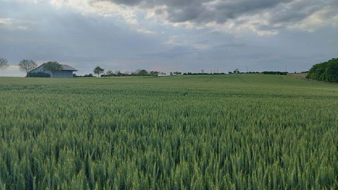 [L'actu d'Arvalis] Gestion des graminées : résultats à Boigneville (91) après 6 ans d'essais #Agriculteur #Agricole #Agriculture dlvr.it/Ssd7xY