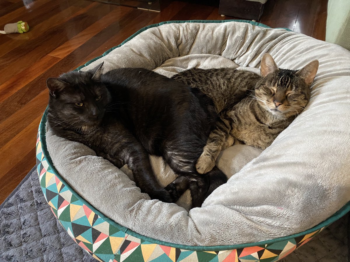 Burgarnese's tweet image. Who remembers tweeting like this?

The cats have claimed the dog bed…
#NoDogsAllowed
#SoLongTwitter