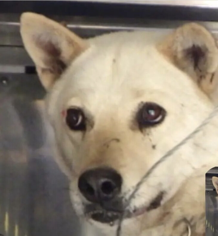 【#保健所収容 期限切迫！ #里親募集】「こわがっています」#栃木県 #宇都宮市 - 犬の里親募集(454211) :: ペットのおうち【里親決定25万頭！】 pet-home.jp/dogs/tochigi/p… #雑種犬 #中型犬 #中型雑種犬 #犬
※収容期限を大幅に超過しているため処分対象です。