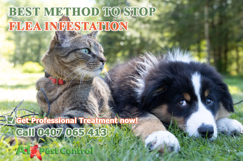 STOP FLEA INFESTATION | CALL 0407 065 413
Fleas are the external parasite found on dogs & cats. 

Call now at 0407 065 413 to get a FREE quote!
Click here to book in https://t.co/mkZpAesf2t
#pestcontrolcanberra https://t.co/Xz8jUr8OCR